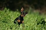 PINSCHER NAIN 166